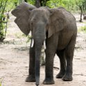 ZMB EAS SouthLuangwa 2016DEC09 KapaniLodge 018 : 2016, 2016 - African Adventures, Africa, Date, December, Eastern, Kapani Lodge, Mfuwe, Month, Places, South Luanga, Trips, Year, Zambia